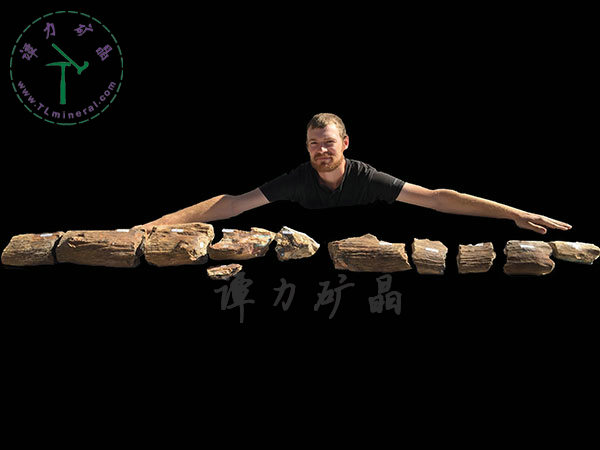 基尼斯之最-歐泊王，210cm,澳大利亞